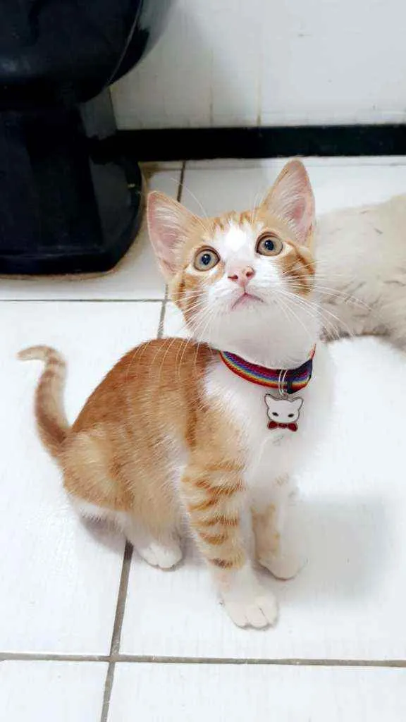 Gato ra a SRD idade 2 a 6 meses nome ...