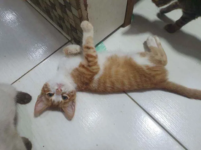Gato ra a SRD idade 2 a 6 meses nome ...