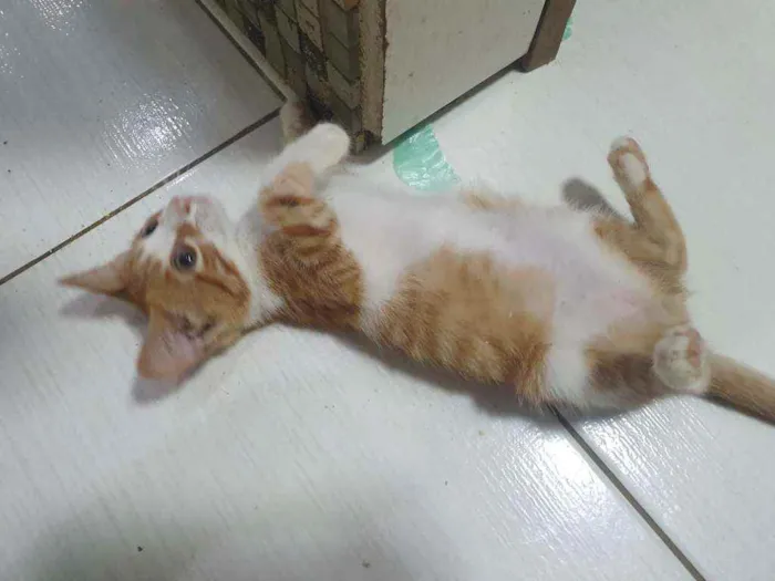 Gato ra a SRD idade 2 a 6 meses nome ...