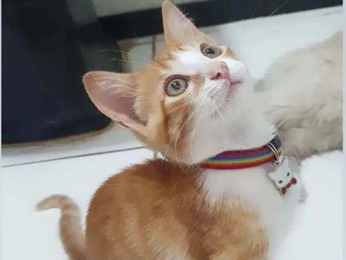 Gato ra a SRD idade 2 a 6 meses nome ...
