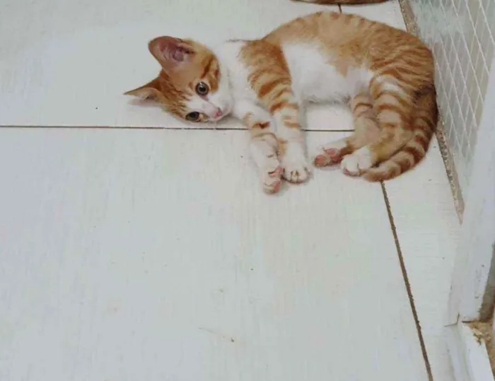 Gato ra a SRD idade 2 a 6 meses nome ...