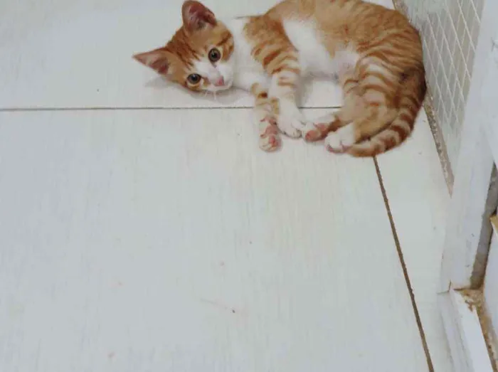Gato ra a SRD idade 2 a 6 meses nome ...