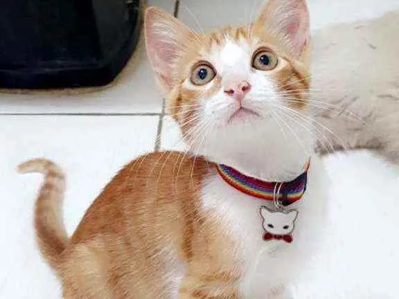 Gato ra a SRD idade 2 a 6 meses nome ...