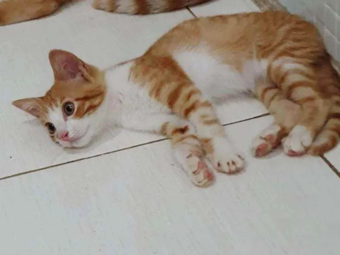 Gato ra a SRD idade 2 a 6 meses nome ...