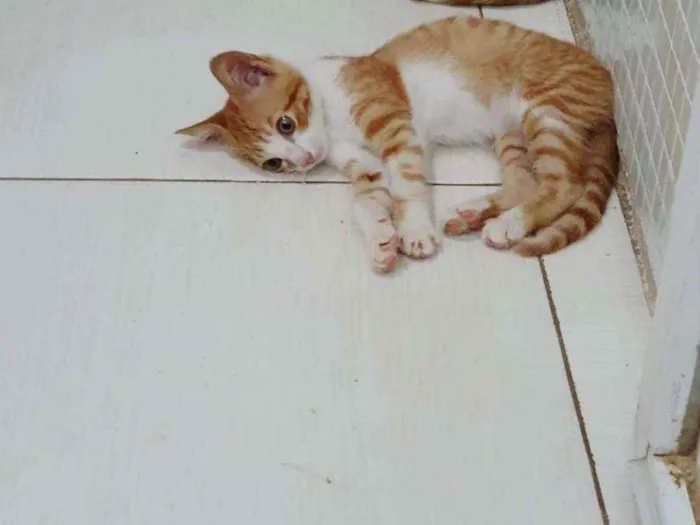 Gato ra a SRD idade 2 a 6 meses nome ...