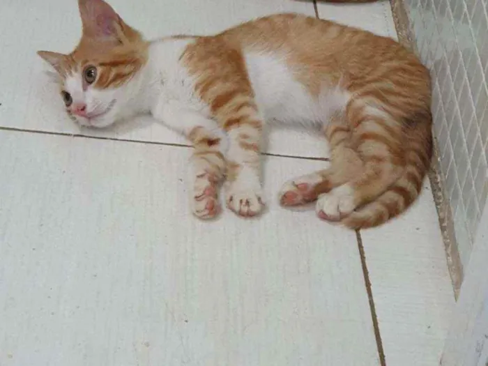Gato ra a SRD idade 2 a 6 meses nome ...