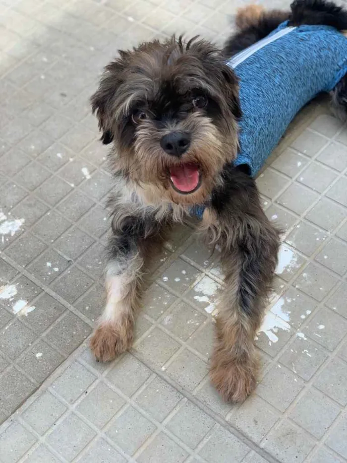 Cachorro ra a Srd  idade  nome Zéca 
