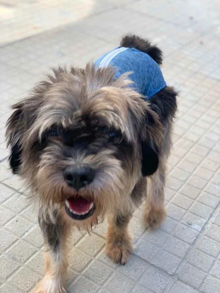 Cachorro ra a Srd  idade  nome Zéca 