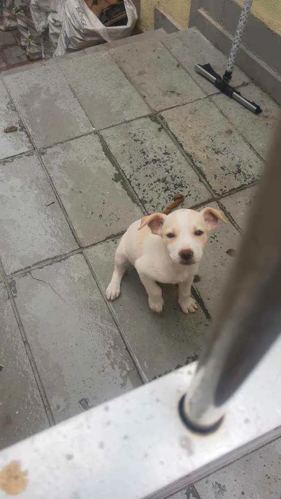 Cachorro raça Srd idade 2 a 6 meses nome Toby