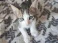 Vários Gatinhos