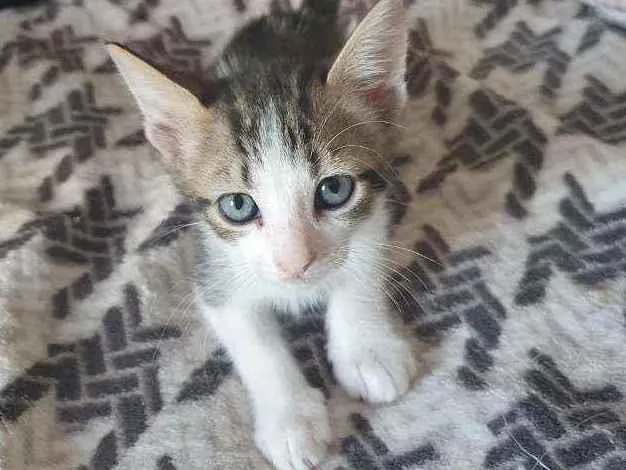 Gato ra a Sem raça idade Abaixo de 2 meses nome Vários Gatinhos