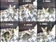 Vários Gatinhos