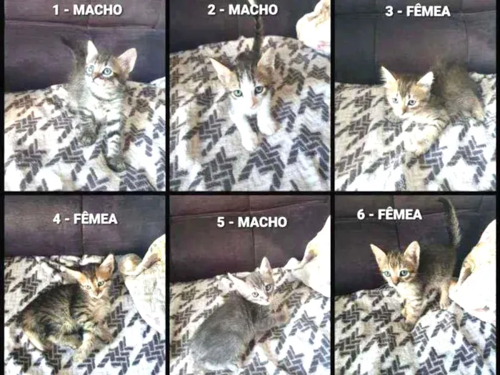 Gato ra a Sem raça idade Abaixo de 2 meses nome Vários Gatinhos
