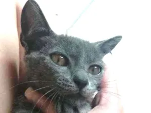 Gato raça SRD idade 2 a 6 meses nome .