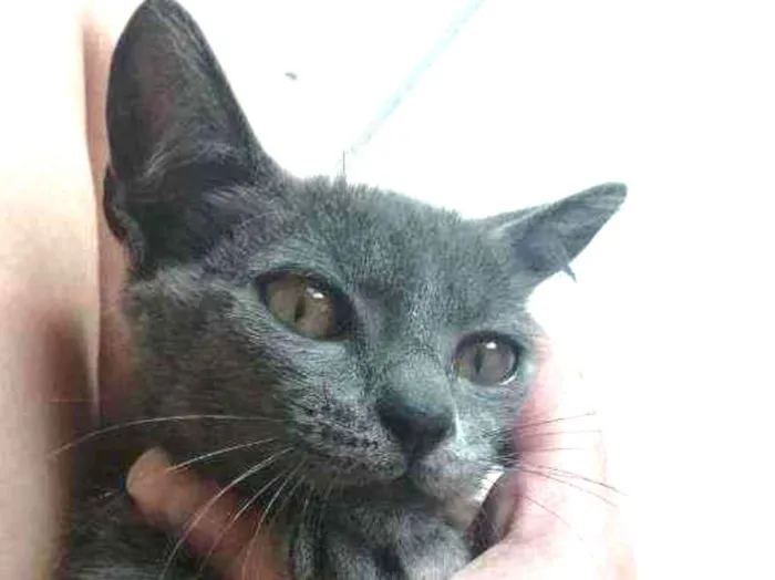 Gato ra a SRD idade 2 a 6 meses nome .
