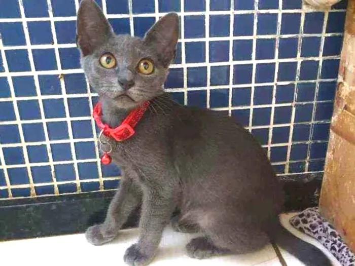 Gato ra a SRD idade 2 a 6 meses nome .