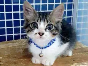 Gato raça SRD idade 2 a 6 meses nome ..