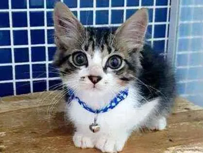 Gato ra a SRD idade 2 a 6 meses nome ..