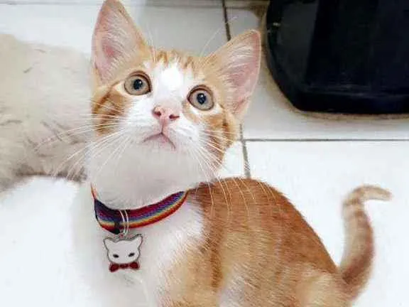 Gato ra a SRD idade 2 a 6 meses nome ...