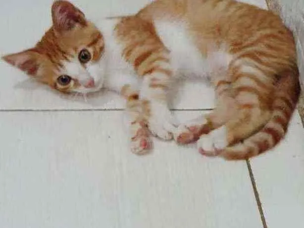Gato ra a SRD idade 2 a 6 meses nome ...
