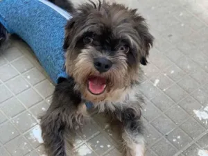 Cachorro raça Srd  idade  nome Zéca 