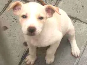 Cachorro raça Srd idade 2 a 6 meses nome Toby