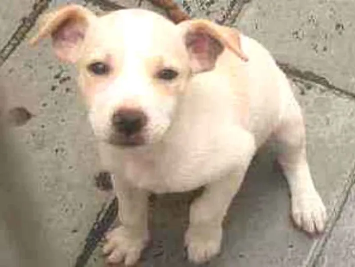 Cachorro raça Srd idade 2 a 6 meses nome Toby