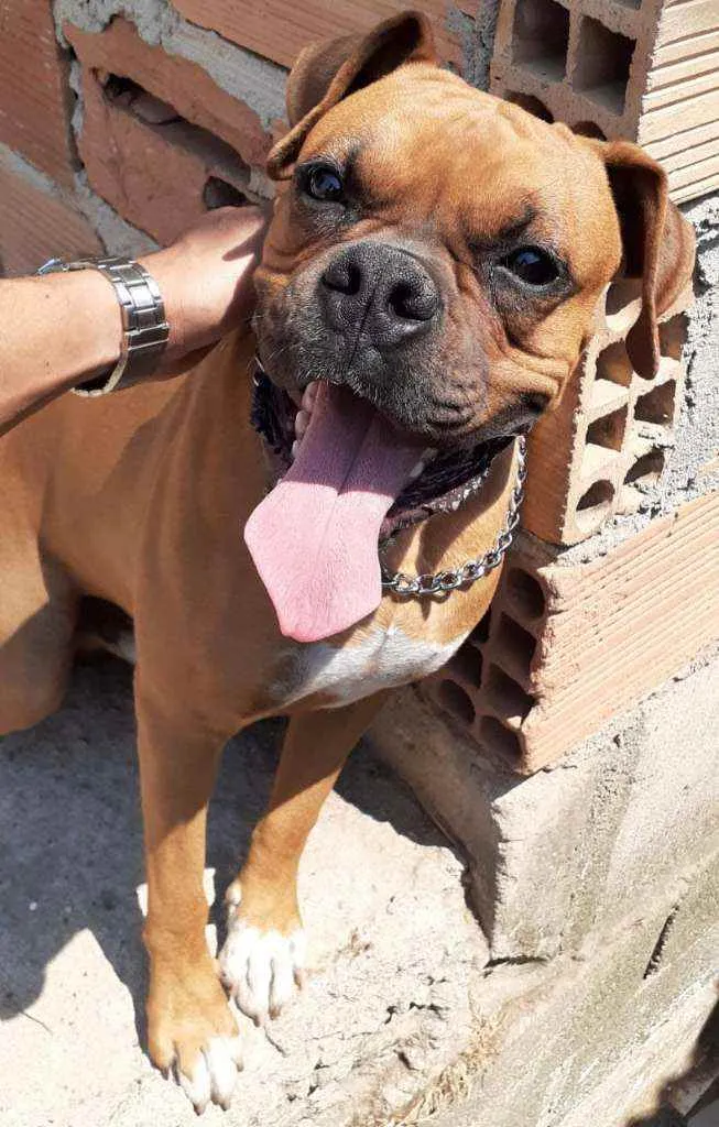 Cachorro raça Boxer idade 1 ano nome Bob
