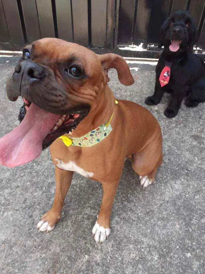 Cachorro raça Boxer idade 1 ano nome Bob
