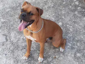 Cachorro raça Boxer idade 1 ano nome Bob