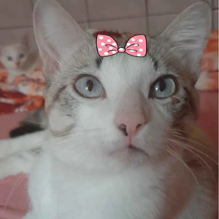 Gato ra a Mestiça  idade 7 a 11 meses nome Mimi 