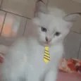 Tom 