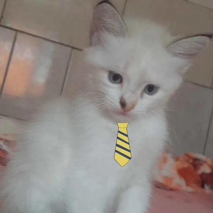 Gato ra a Mestiço  idade 2 a 6 meses nome Tom 