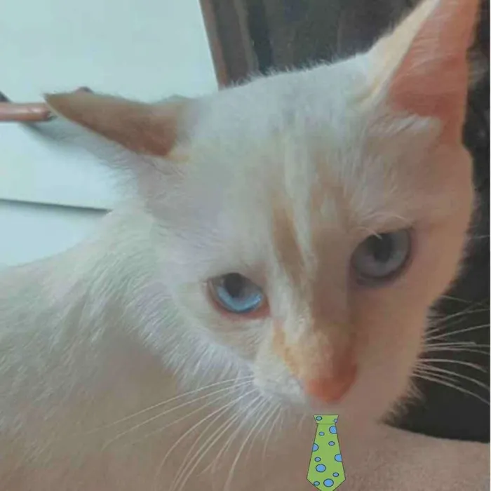 Gato ra a Mestiço  idade 2 a 6 meses nome Floquinho 