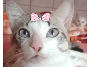 Gato raça Mestiça  idade 7 a 11 meses nome Mimi 