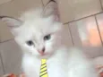 Tom 