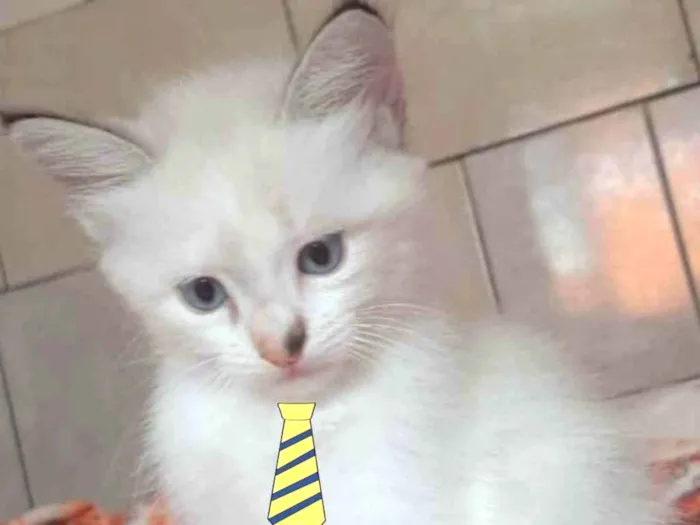 Gato ra a Mestiço  idade 2 a 6 meses nome Tom 