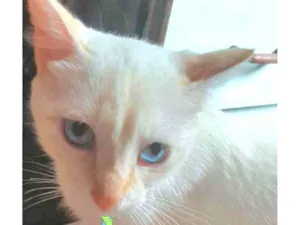 Gato raça Mestiço  idade 2 a 6 meses nome Floquinho 