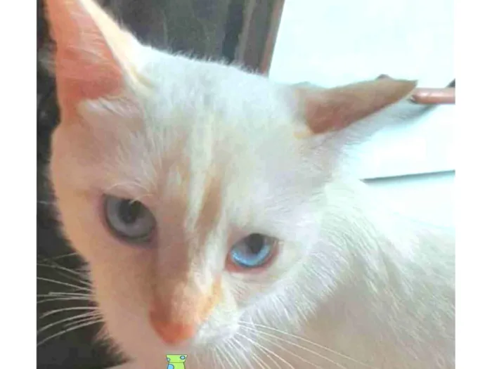 Gato ra a Mestiço  idade 2 a 6 meses nome Floquinho 