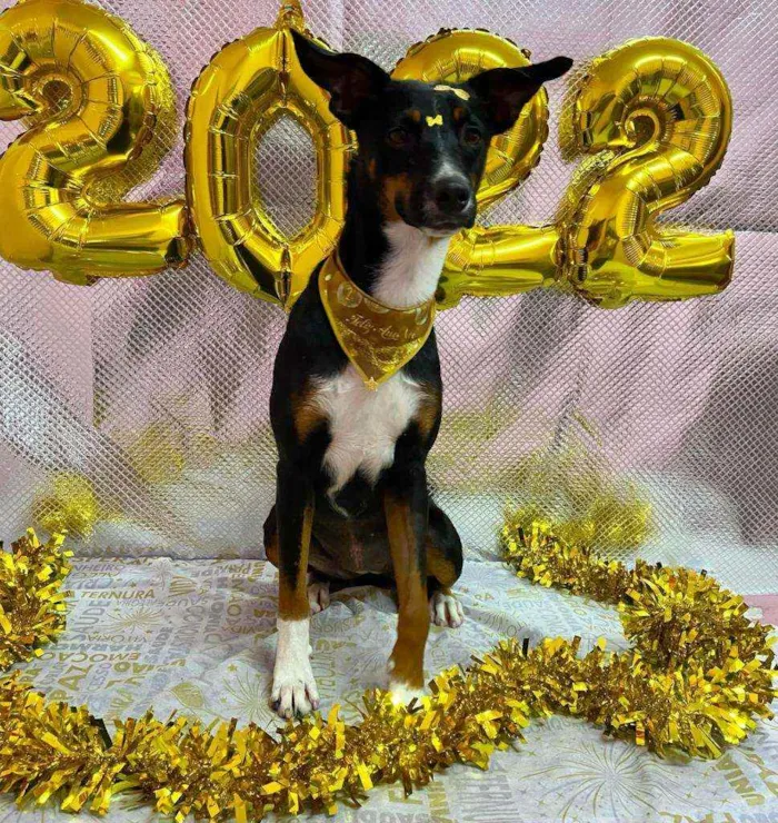 Cachorro raça Vira lata idade 1 ano nome Sem nome