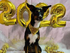 Cachorro raça Vira lata idade 1 ano nome Sem nome