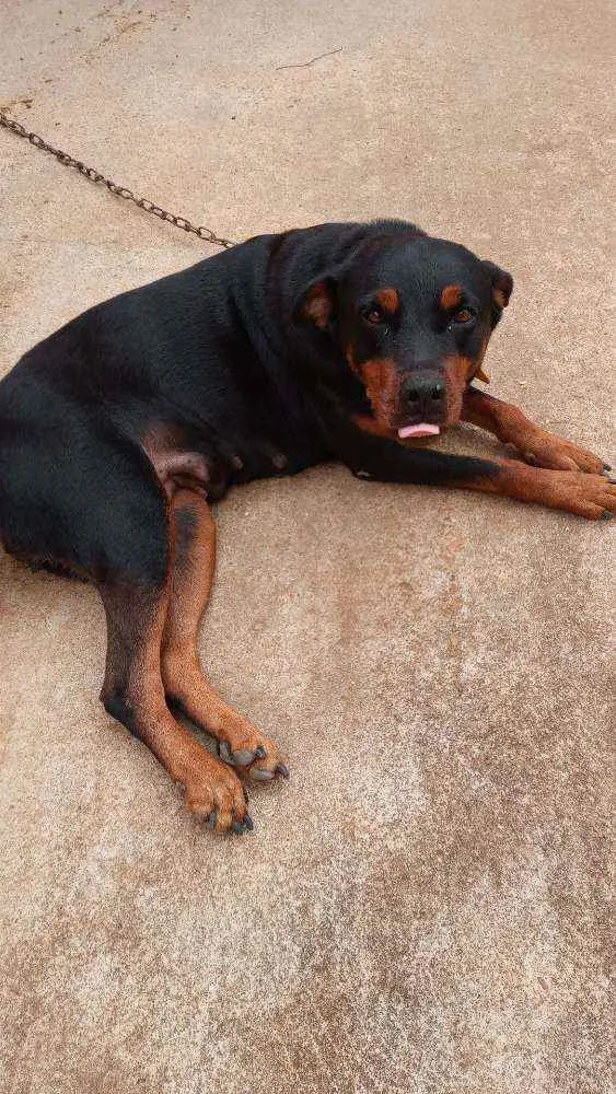 Cachorro raça Rottweiler idade 2 anos nome Lessy