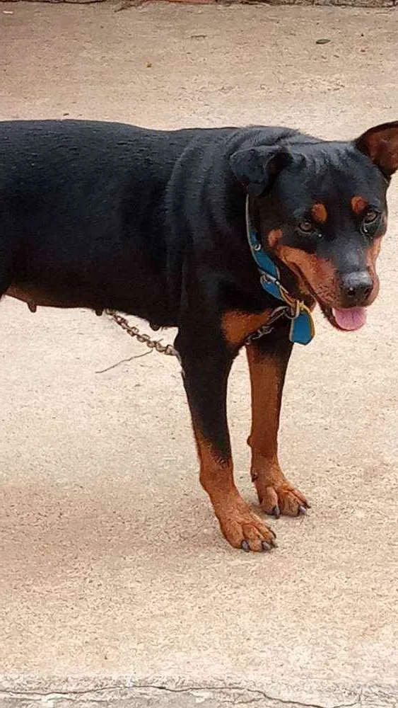 Cachorro raça Rottweiler idade 2 anos nome Lessy
