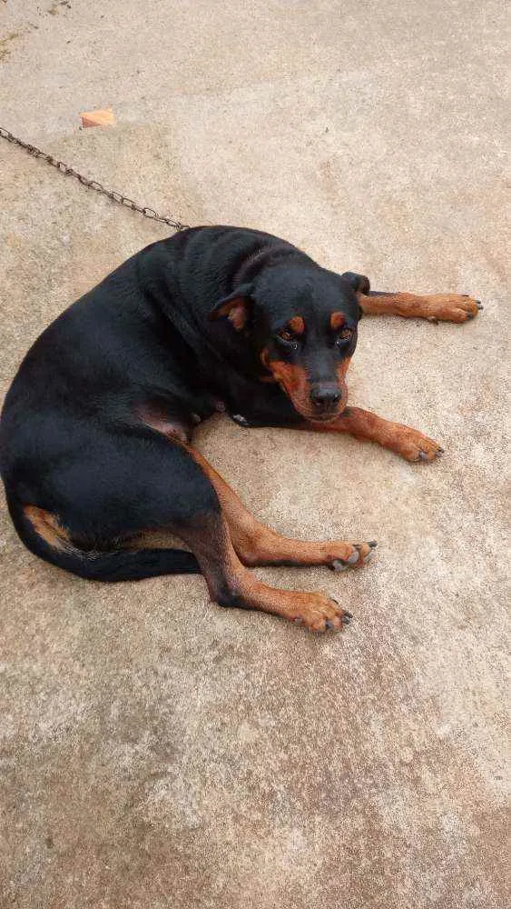 Cachorro raça Rottweiler idade 2 anos nome Lessy