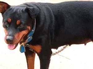Cachorro raça Rottweiler idade 2 anos nome Lessy