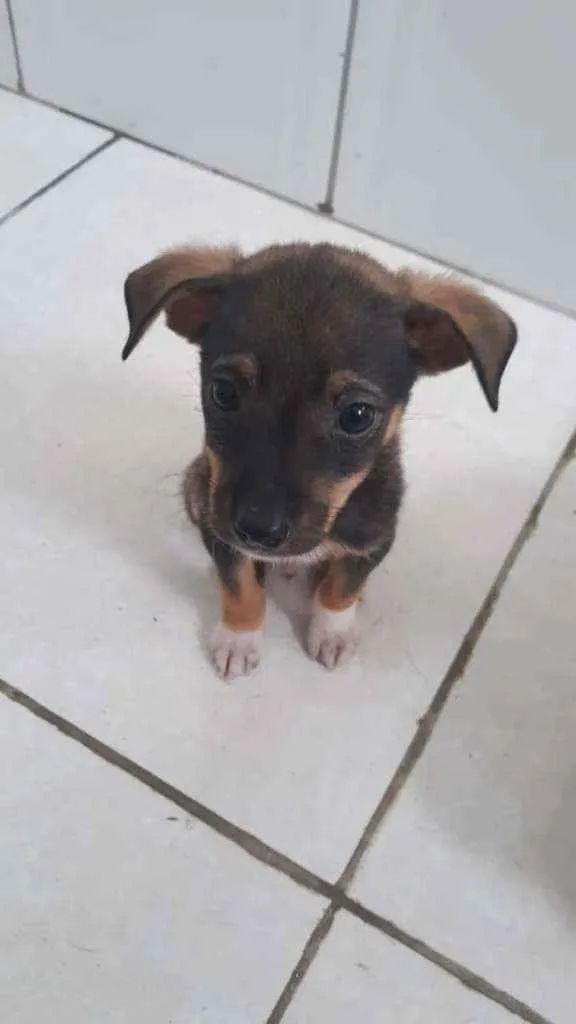Cachorro raça SRD idade Abaixo de 2 meses nome Malcom