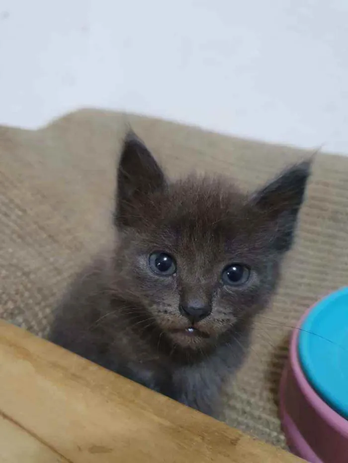 Gato raça  idade Abaixo de 2 meses nome Filhotes Eliana 