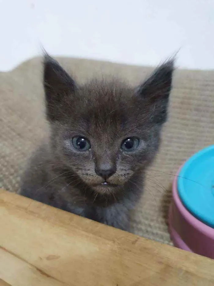 Gato raça  idade Abaixo de 2 meses nome Filhotes Eliana 