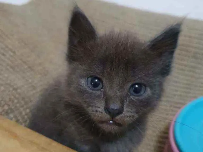 Gato raça  idade Abaixo de 2 meses nome Filhotes Eliana 