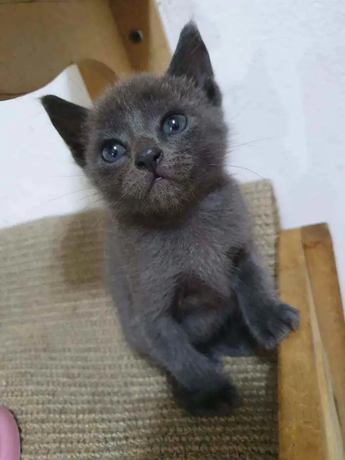 Gato raça  idade Abaixo de 2 meses nome Filhotes Eliana 